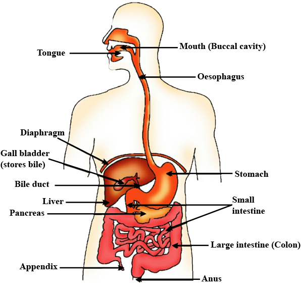 Where your liver sits — right side, just under the rib cage