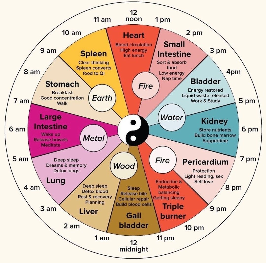The traditional Chinese medicine body clock — the liver&rsquo;s window is 1–3 a.m.